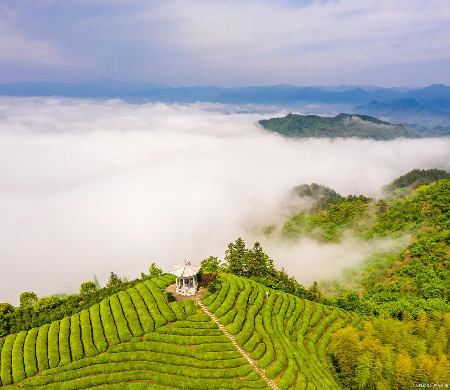 池州石台牯牛降山坳里的雾里青茶散生茶园