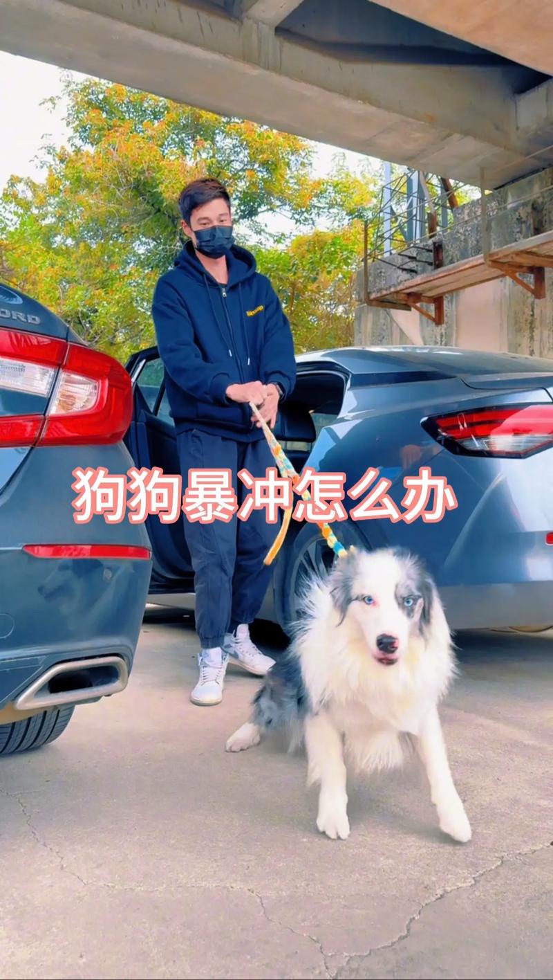 训犬师演示狗狗爆冲时突然转身训练