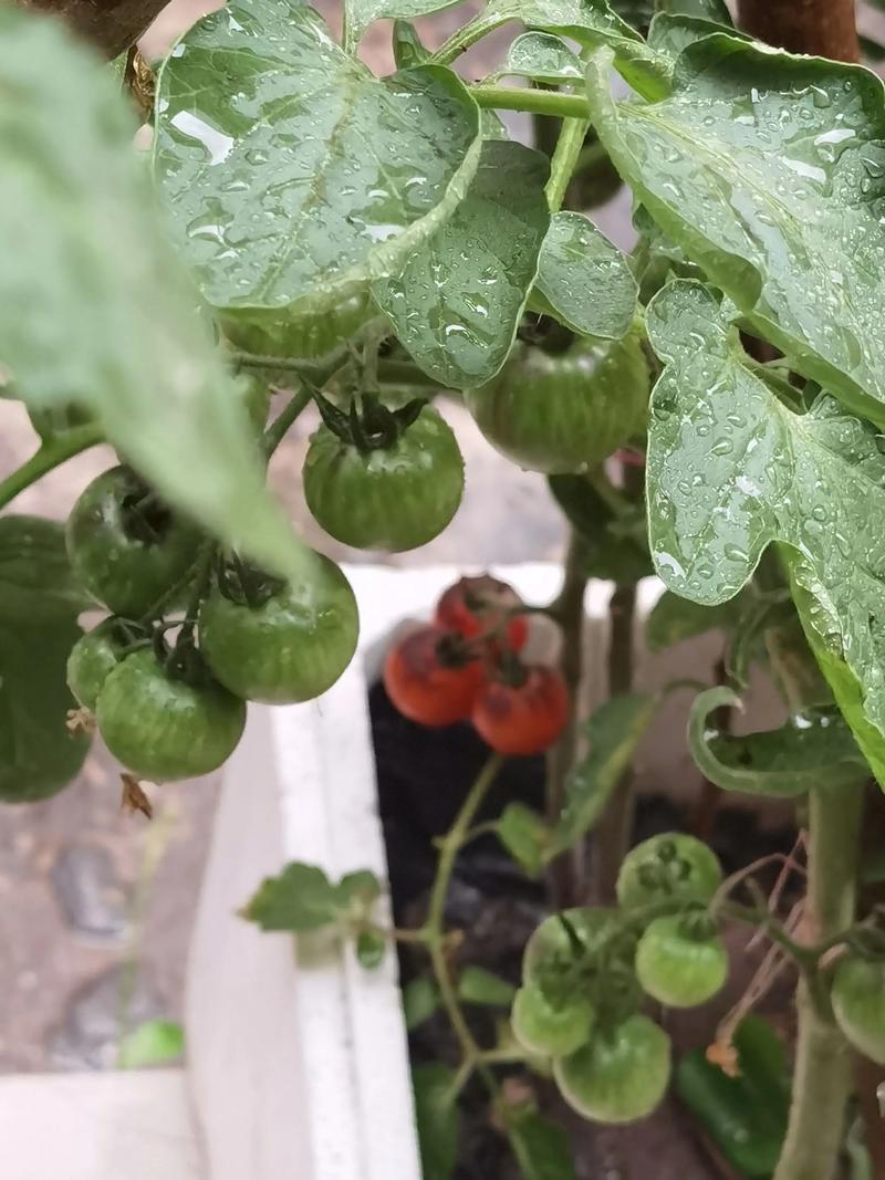 小学生在阳台和同伴一起观察种植的番茄幼苗