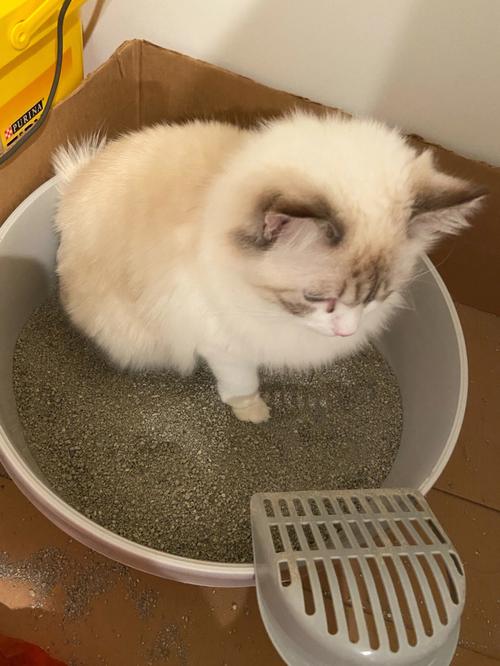 家养猫每日清洁铲屎场景图