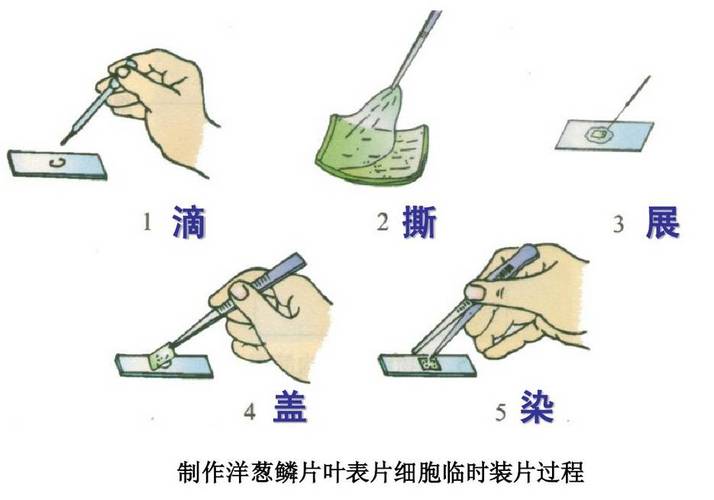 初中生物会考显微镜操作考点步骤图