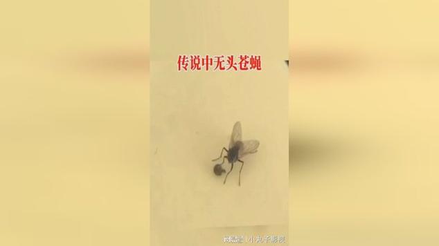 说真的,别当无头苍蝇