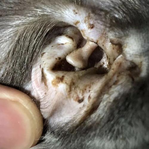 猫耳道耳螨黑褐色分泌物实拍