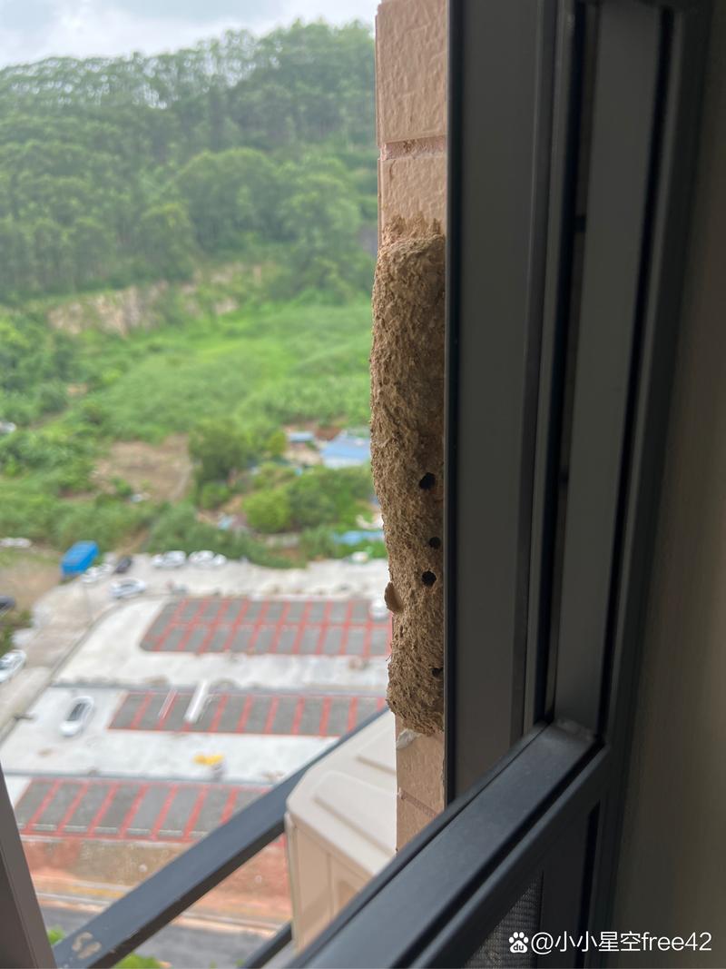 老楼一楼窗台撒食品级硅藻土防虫实景