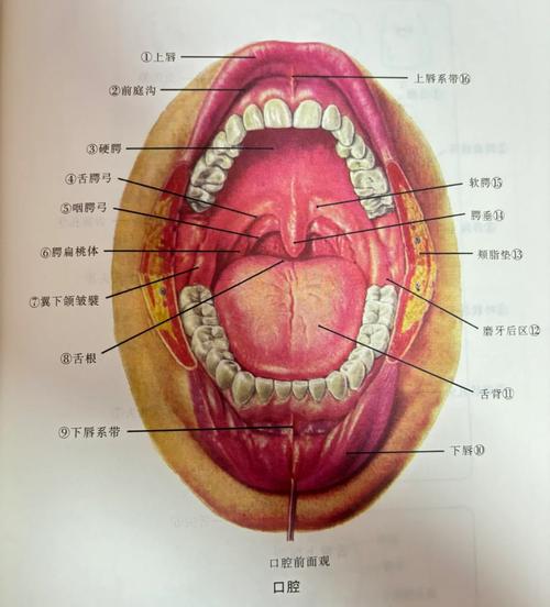 口腔种植体生物相容性动物解剖样本图