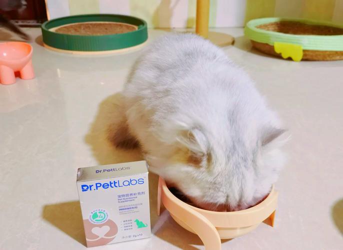 猫咪软便宠物益生菌喂食日常场景