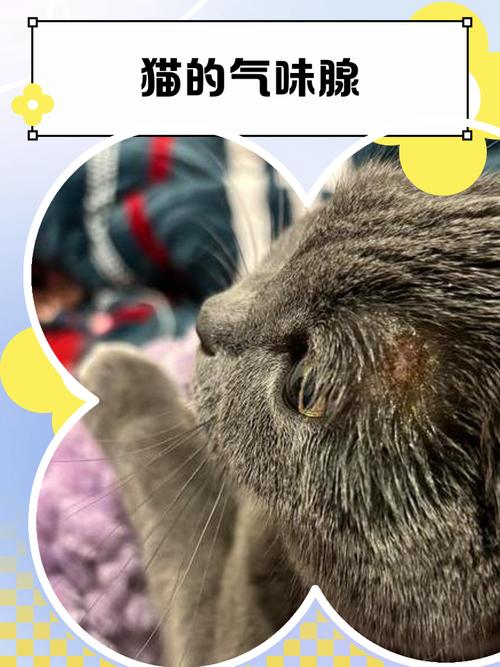 猫咪面部气味腺标记领地示意图
