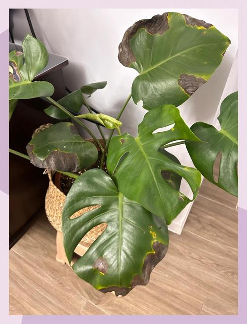 从塑料花盆倒出的烂根龟背竹实拍
