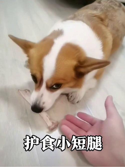 主人用鸡胸肉和护食柯基交换猪骨头的实操画面