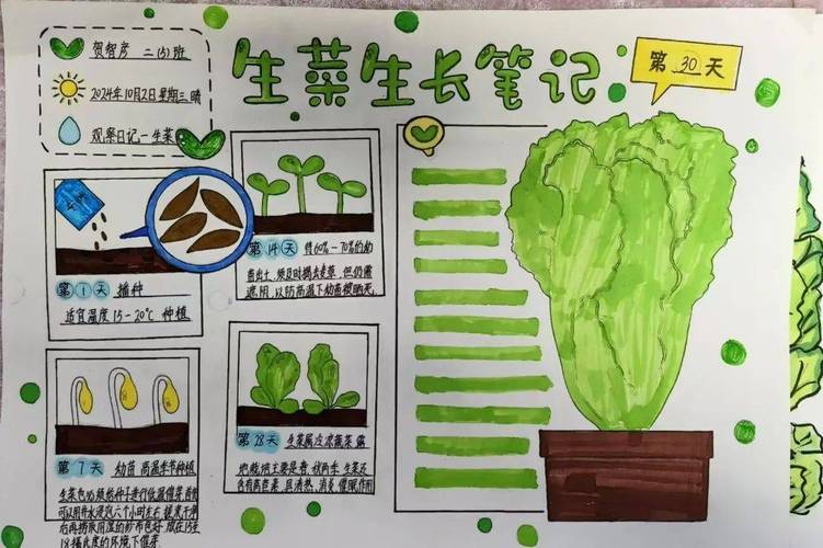 小学食育课学生观察生菜根系生长场景