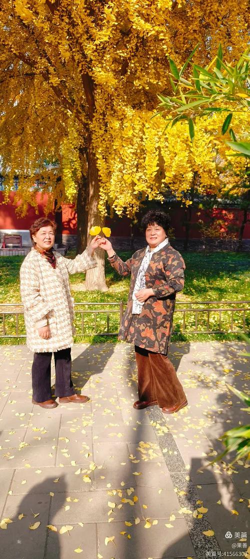小区银杏树下老人陪三花猫晒太阳实拍