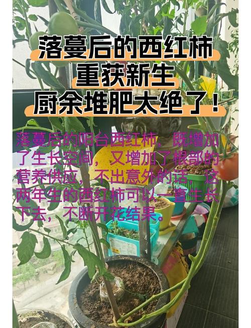 中小学生用厨余堆肥种出的西红柿成果图