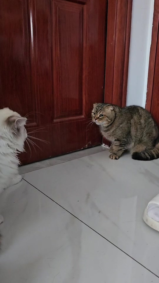 猫咪守着主人腿对同类哈气宠物资源守卫场景