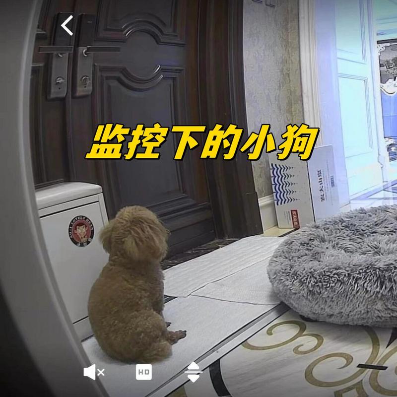 家用摄像头拍到的狗狗趴在家门边呜咽的监控截图