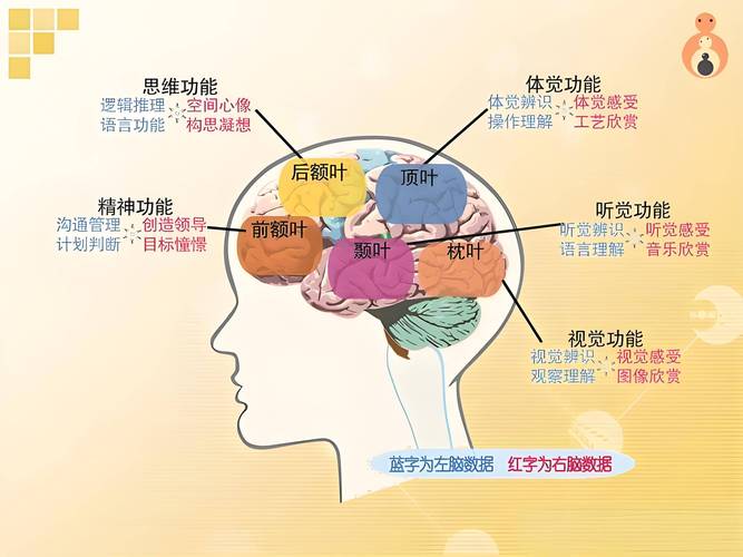 大脑不同功能分区工作休息状态示意图