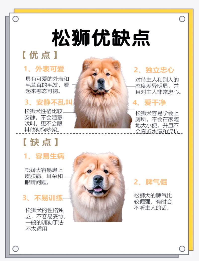养松狮犬,这些核心要点要记牢