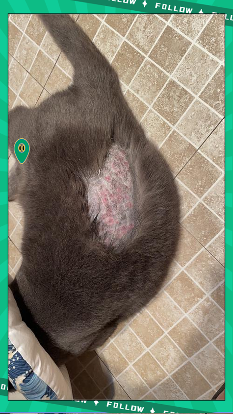 木质猫爬架缝隙隐藏猫藓孢子放大图