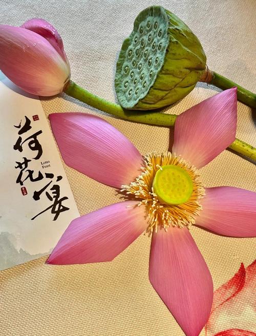 从舌尖到荷塘：莲的实用主义