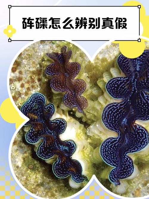 全富岛岸滩半片带刻痕的砗磲壳