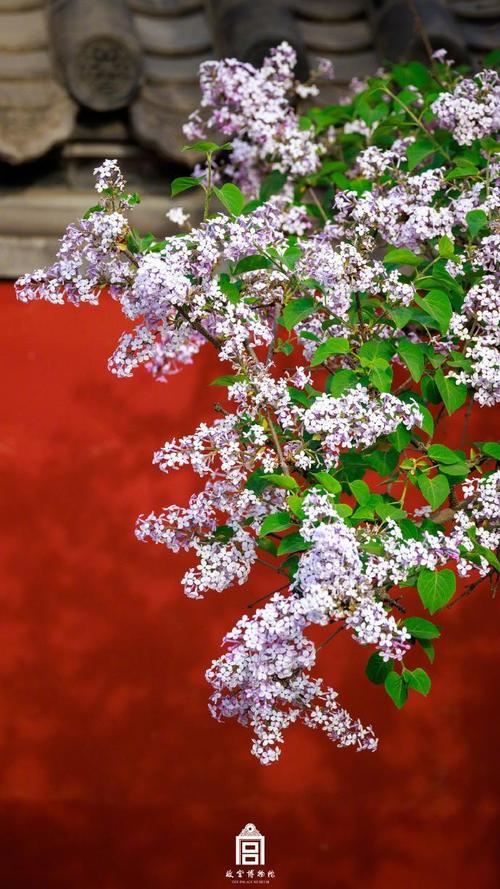 沈阳故宫春季红墙丁香花实拍