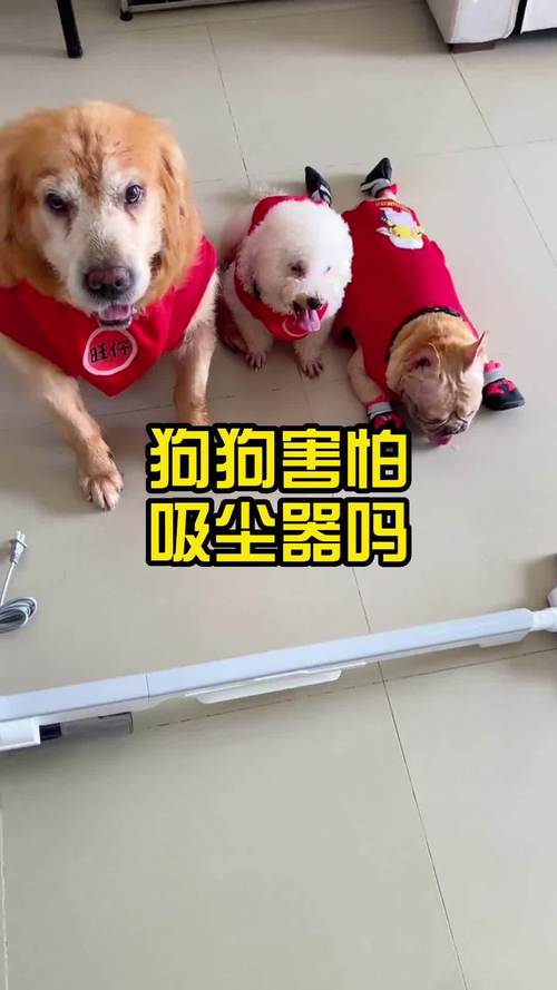 狗狗听到吸尘器声音躲床底露出脑袋