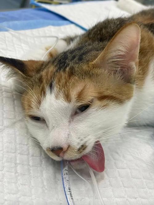 感染猫疱疹病毒的橘猫挂着鼻水蹲在猫爬架顶层
