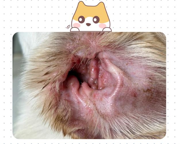 健康狗狗 vs 发炎狗狗耳道对比图