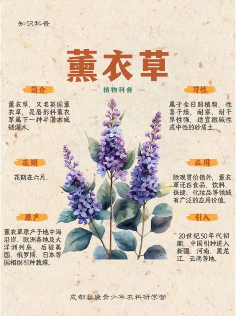 一、薰衣草的鄙视链,你站在哪一层?
