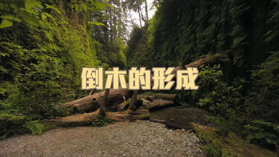原始森林中倒木形成浮木的过程