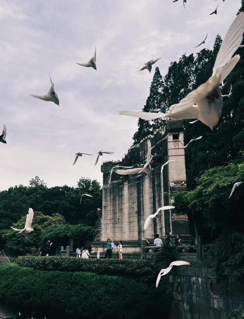 南京钟山风景名胜区音乐台草坪鸽子