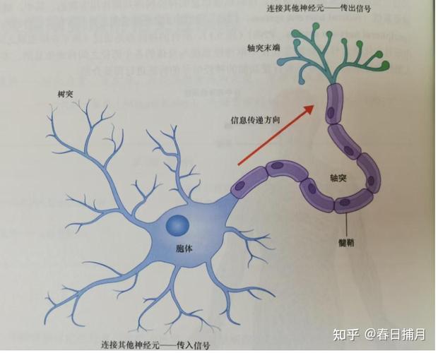 人类大脑神经元连接结构示意图