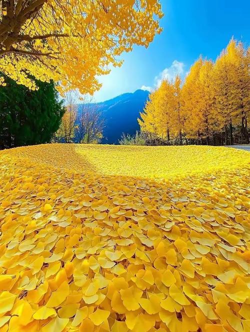 崆峒山中台千年古银杏秋季金黄景色