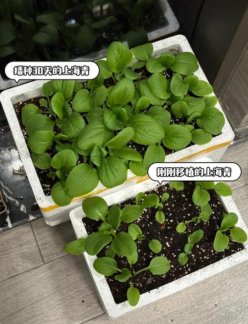 阳台泡沫箱种植的两盆绿豆芽对比实拍