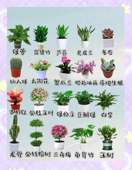 真正好养的绿植,都是会“忍”的主