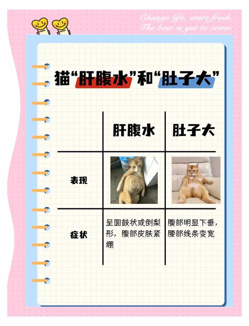 犬猫肥胖判断腰腹位置示意图