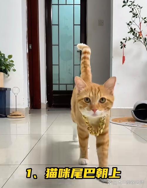 猫咪尾巴快速甩动的不耐烦状态实拍