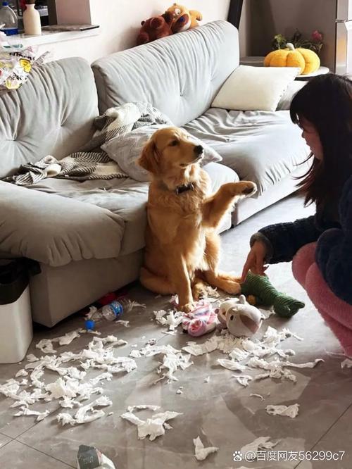 拆家后躲在墙角的金毛狗狗