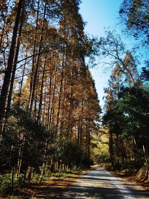 南漳七里山森林公园林荫盘山公路
