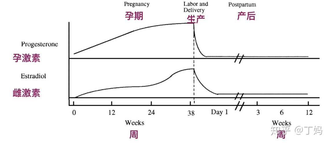 产后女性雌激素变化与脱发关系示意图
