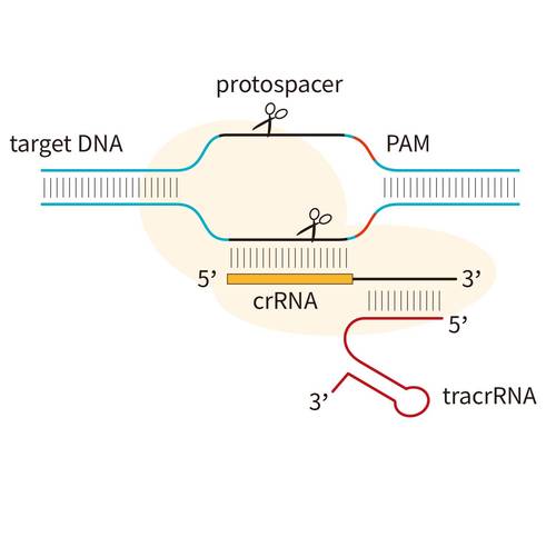 CRISPR-Cas9基因编辑工作原理示意图