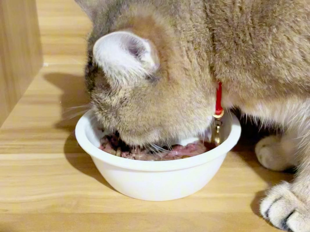 猫传腹治愈后猫咪吃罐头实拍