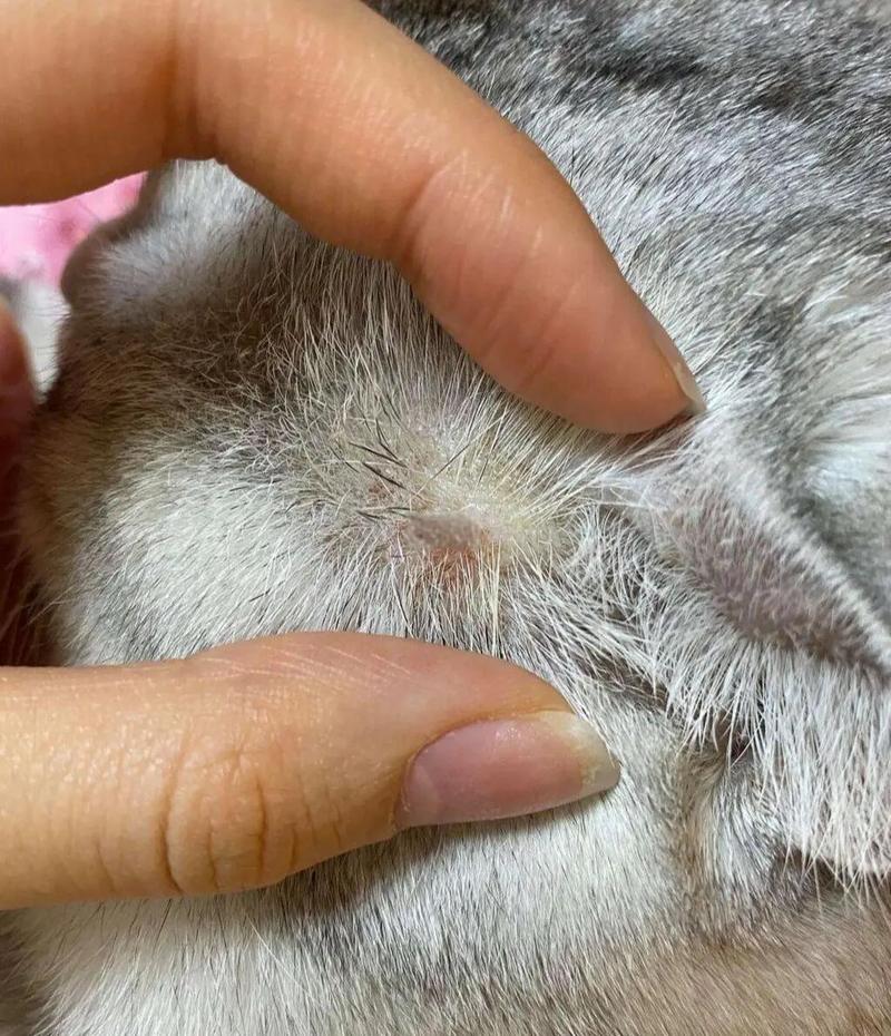 猫咪腹部因湿度过高长猫癣实拍图
