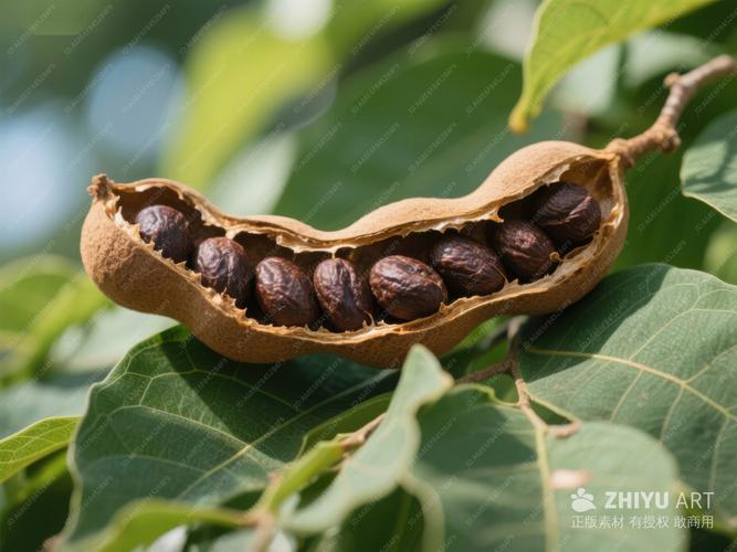 豆荚:那些被我们忽略的豆科奇迹-因为所以