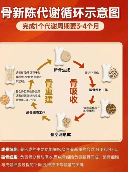 人体骨骼新陈代谢变化示意图