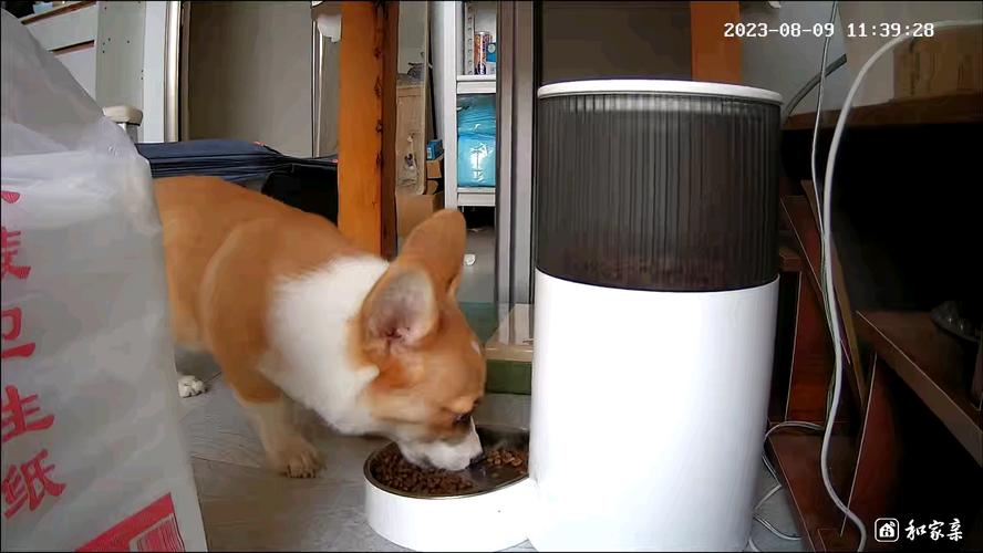柯基扒着边柜够狗狗自动喂食器的实拍图