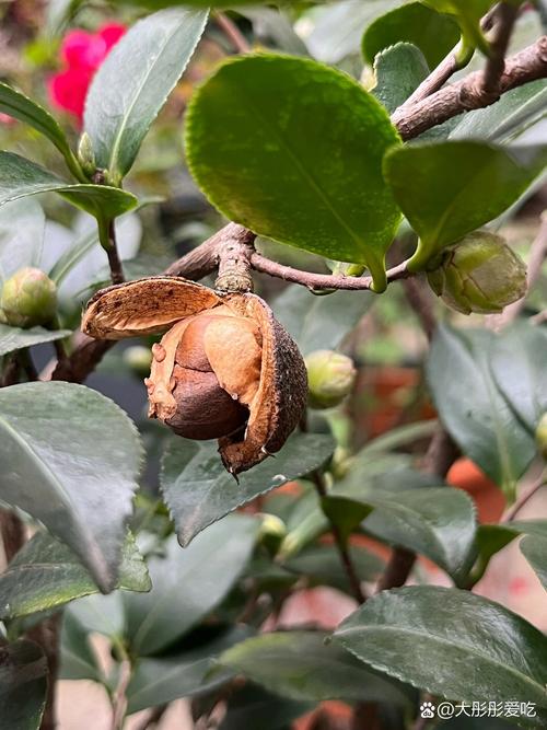 花坛里冒芽的茶籽
