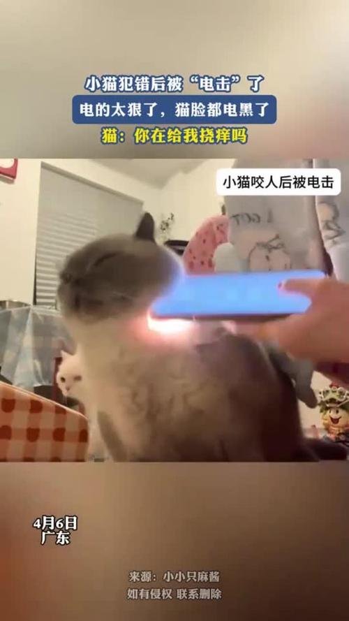 放电器旁边？你根本不知道猫遭了啥罪