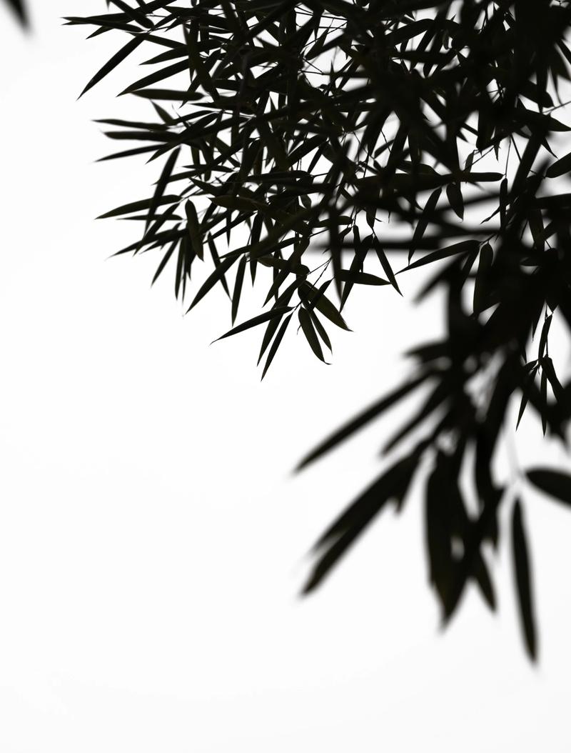 镜头下的竹影,要等风来