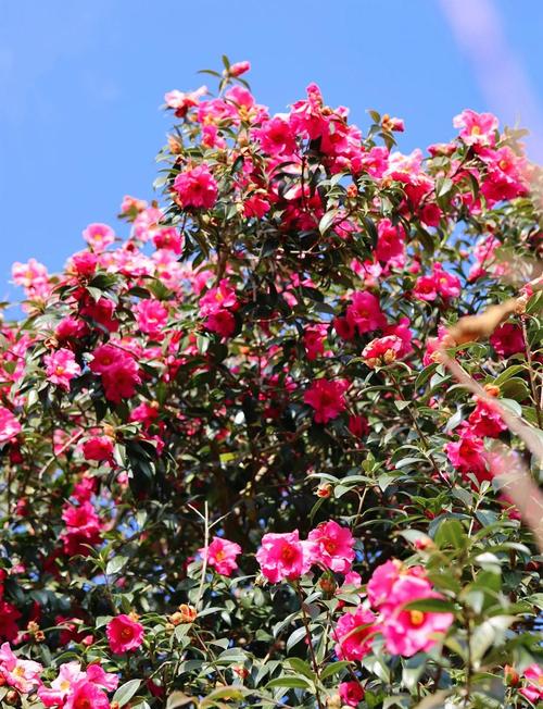 古道旁无人打理的野生山茶花,花瓣落满石径