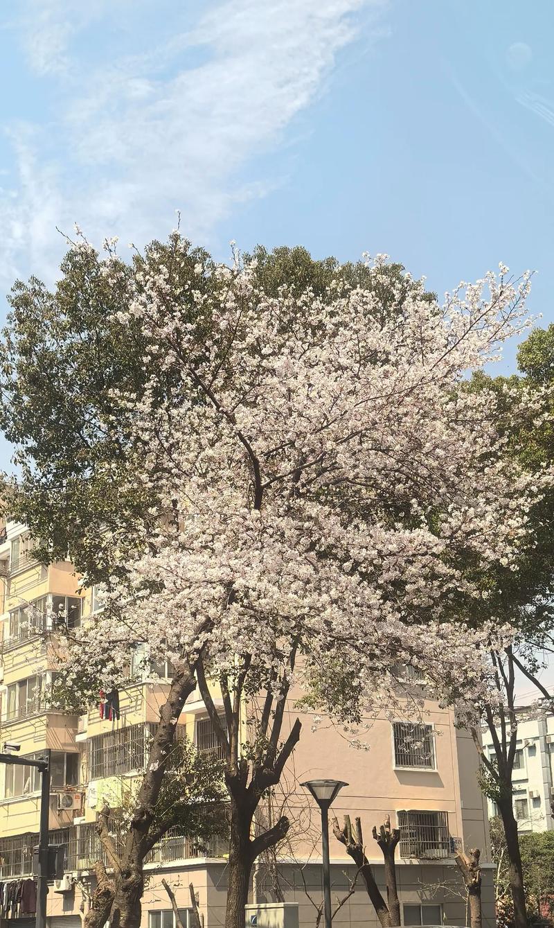 🌸 后期问题与验收